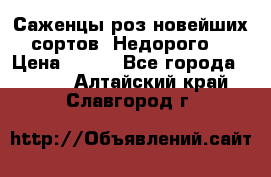 Саженцы роз новейших сортов. Недорого. › Цена ­ 350 - Все города  »    . Алтайский край,Славгород г.
